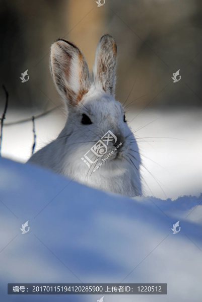 雪靴野兔