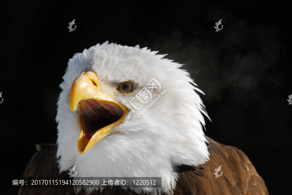美國的白頭鷹