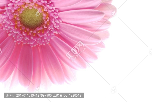 單一的粉色非洲菊