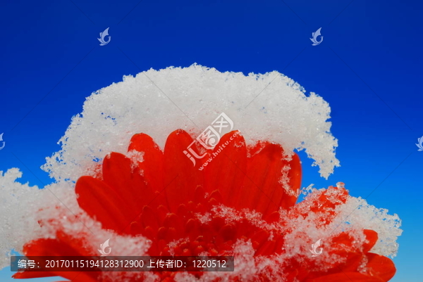 紅太陽(yáng)雪