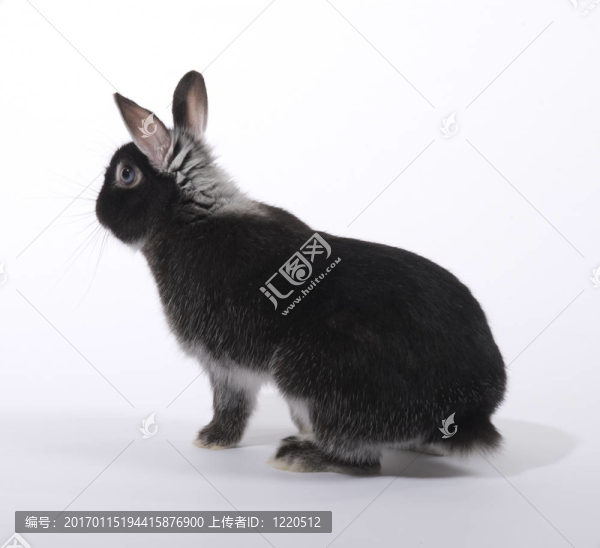 兔子