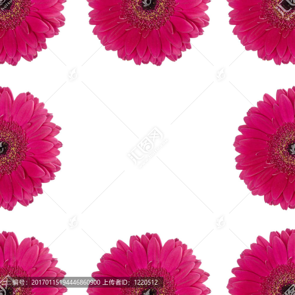 紅色非洲菊