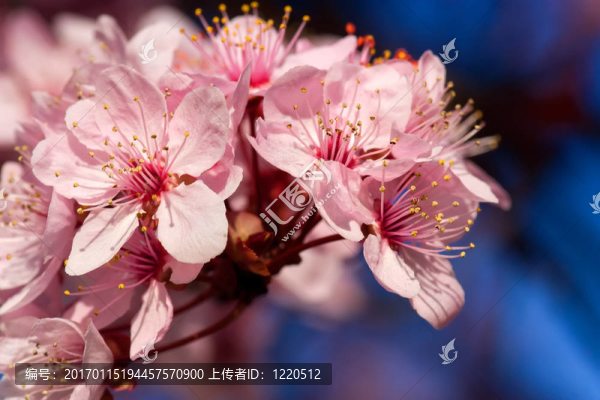 杏仁樹之花