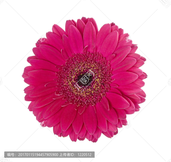 紅太陽(yáng)