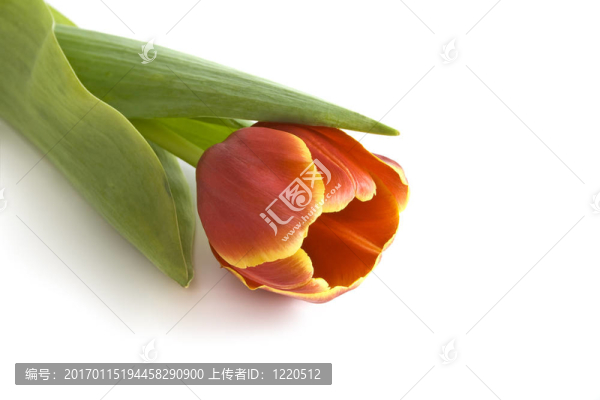 郁金香