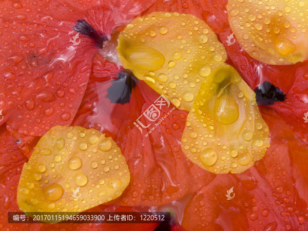 罌粟的花瓣