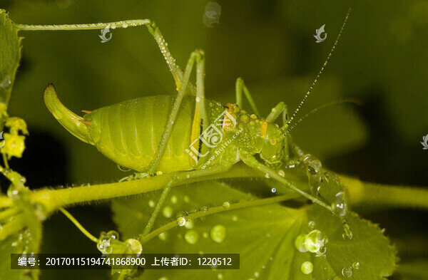 蚱蜢