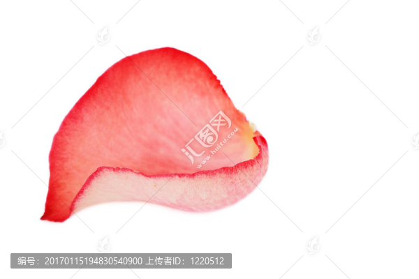 玫瑰花瓣