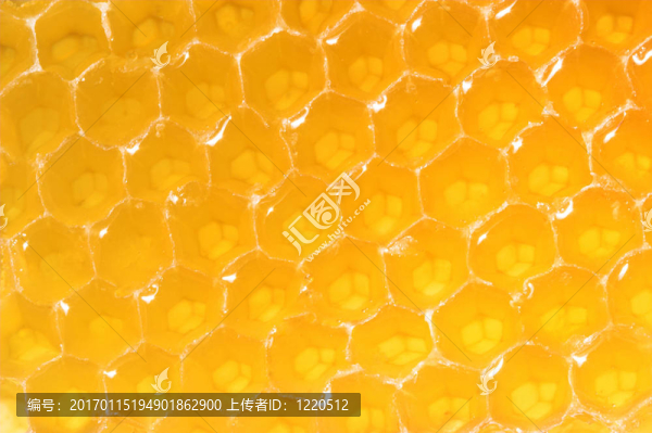 蜂窩特寫