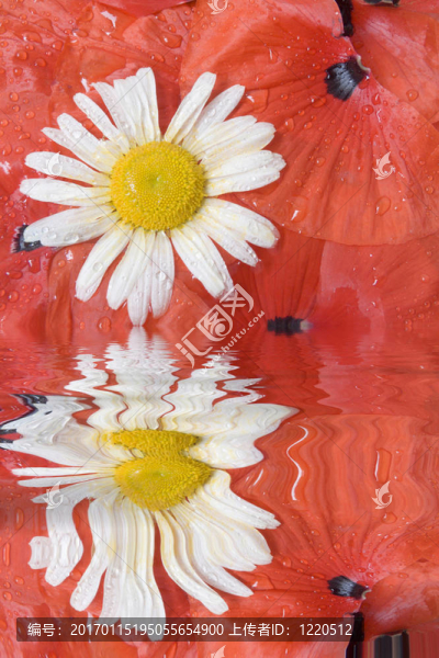 白菊花