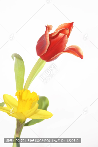 春天的花