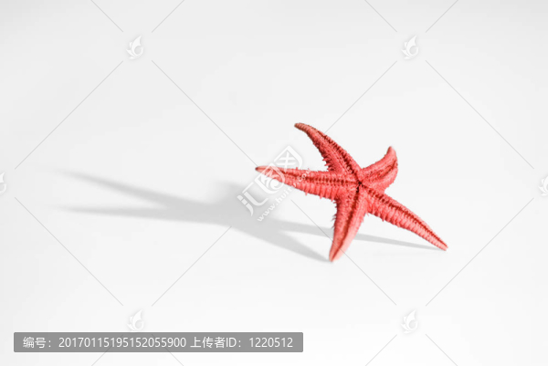 海星的生活方式