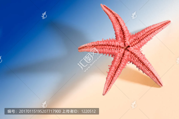 海星的生活方式