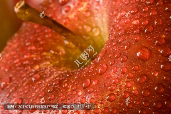 蘋果-匯圖網(wǎng) www.fosd68.com 蘋果