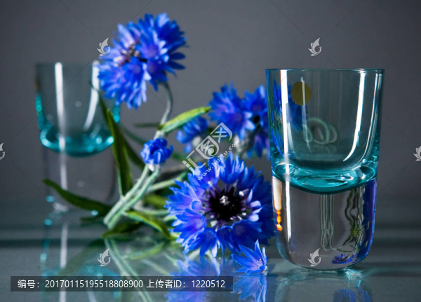 兩只藍(lán)色的追逐者和花灰色