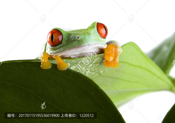 青蛙
