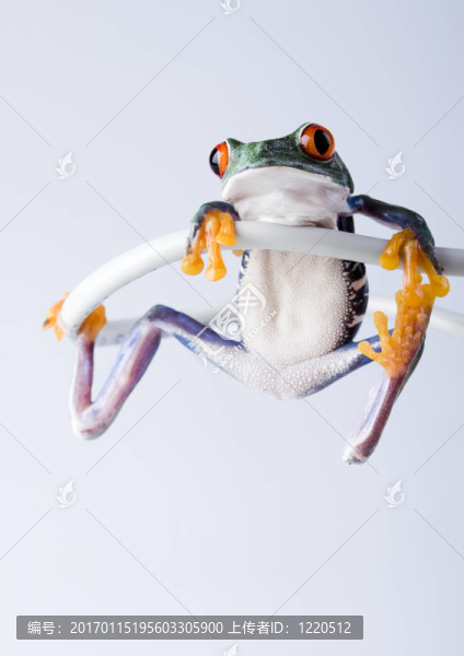 瘋狂的青蛙