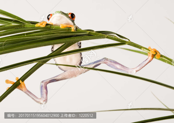 紅眼睛的樹蛙