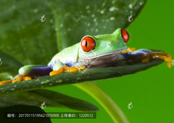 紅眼樹蛙