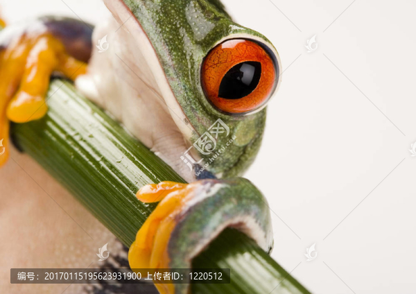 青蛙