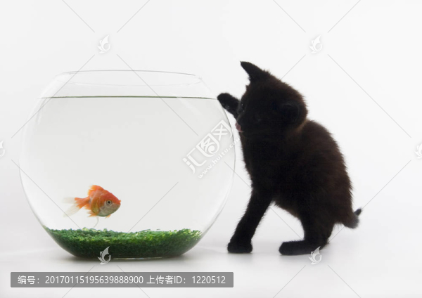 貓