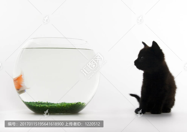 貓