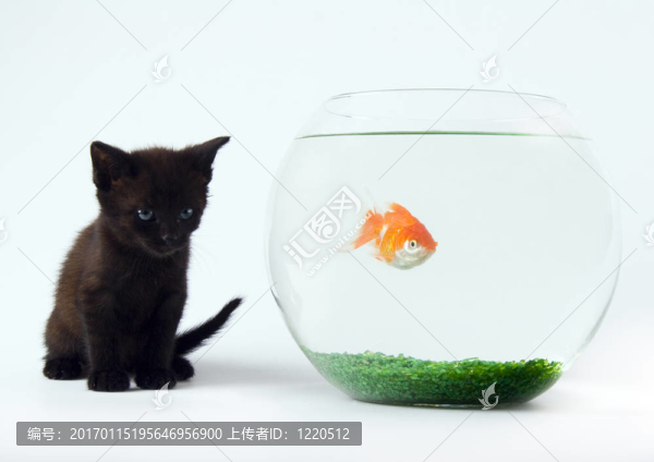 黑色的貓