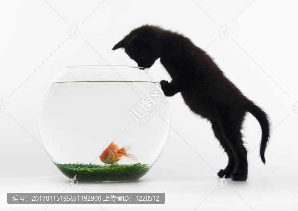 貓