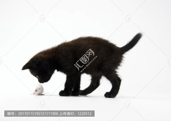 黑色的貓