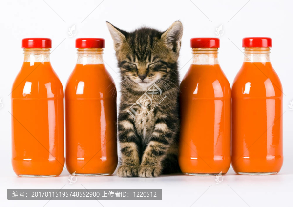 貓