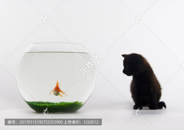 黑色的貓