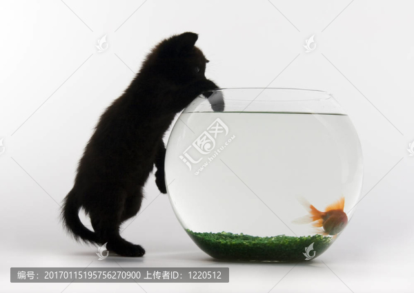 黑色的貓