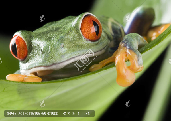 青蛙