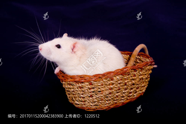 籃子里的老鼠