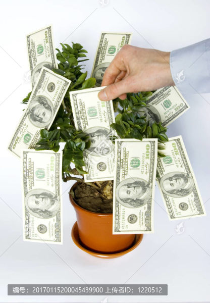 金錢樹