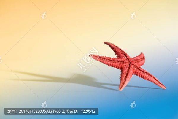 海星的生活方式-匯圖網(wǎng) www.fosd68.com 海星的生活方式