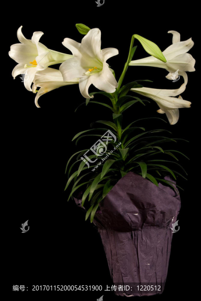 垂直的復(fù)活節(jié)百合-匯圖網(wǎng) www.fosd68.com 垂直的復(fù)活節(jié)百合