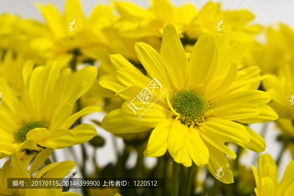 黃色的雛菊