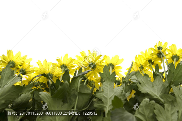 黃色的雛菊