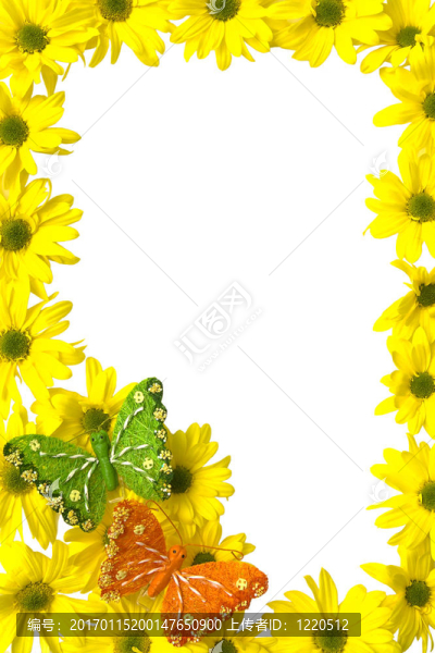 黃色的雛菊