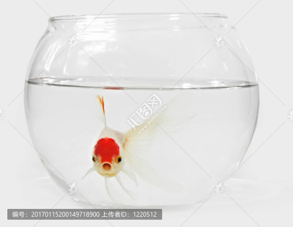 金魚BoCAL