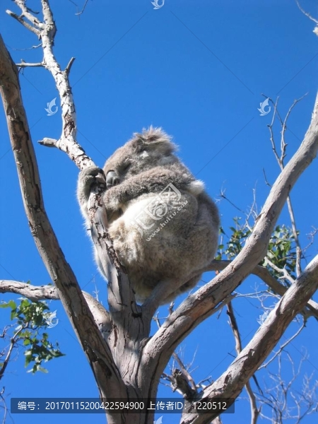 動(dòng)物Koala,Bear