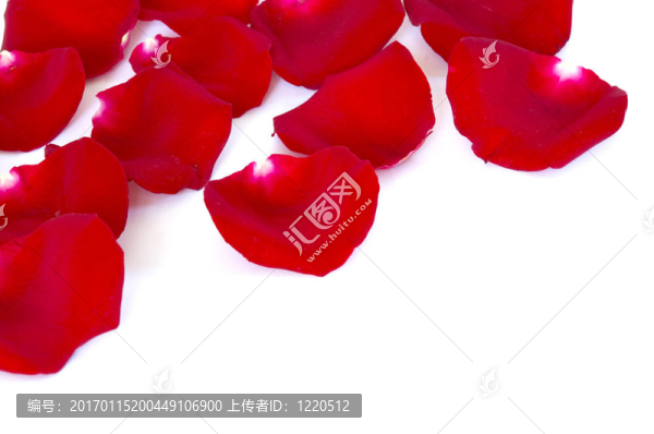 紅色的花瓣