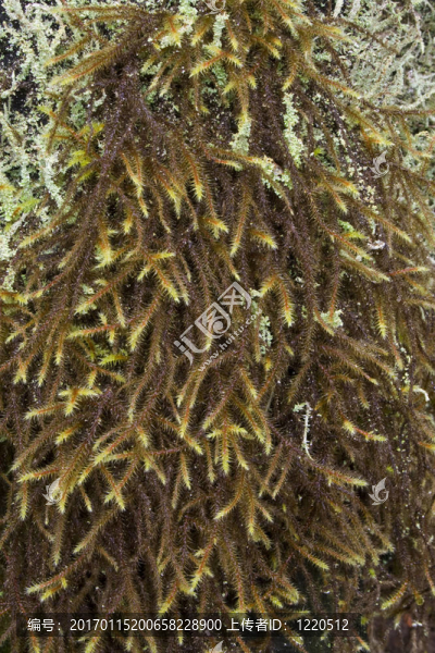 苔蘚