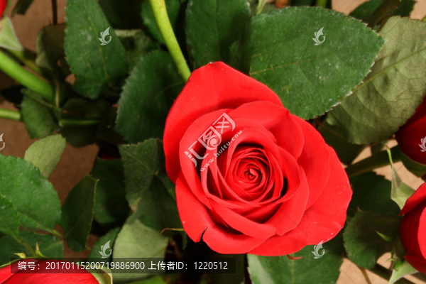 紅玫瑰葉