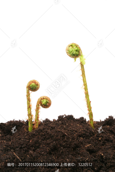 蕨類植物