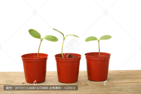 幼苗盆栽