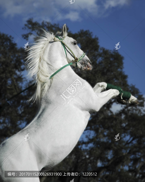 白色種馬飼養(yǎng)