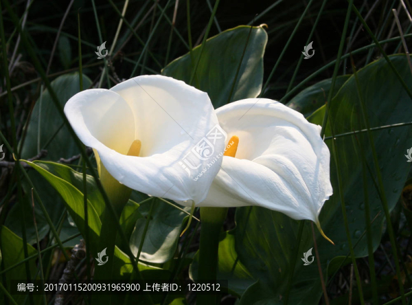 百合在黃昏
