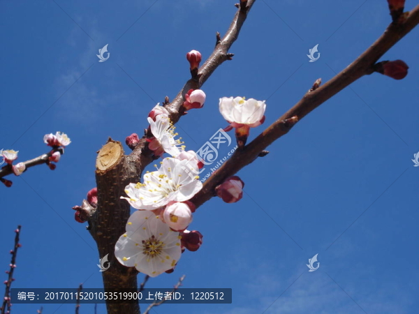 春枝